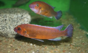 Labeotropheus trewavasae 'Chilumba'